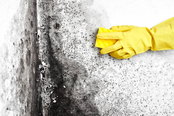 Best Residential Mold Remediation in Lake Barrington, IL