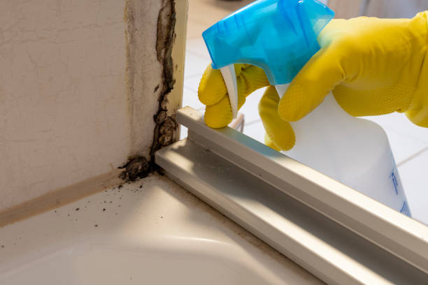 Best Attic Mold Remediation in Lake Barrington, IL