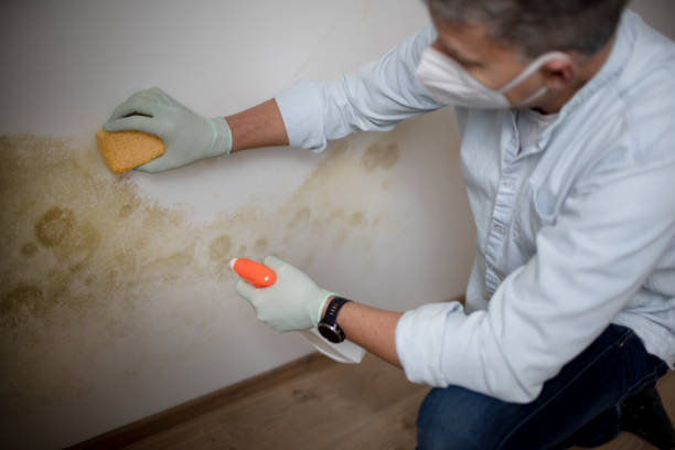 Best Black Mold Remediation in Lake Barrington, IL