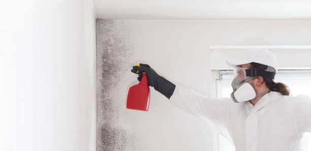 Best Mold Testing and Inspection Services in Lake Barrington, IL