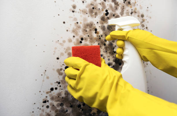 Best Crawl Space Mold Remediation in Lake Barrington, IL