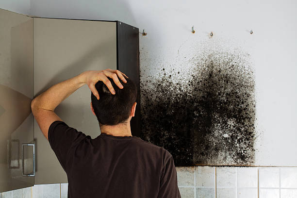 Best White Mold Remediation in Lake Barrington, IL