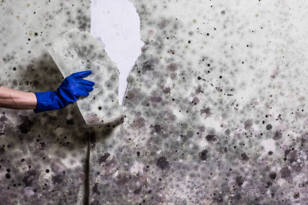 Best Bathroom Mold Remediation in Lake Barrington, IL
