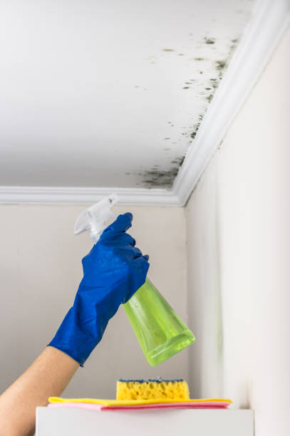 Best Insurance-Related Mold Remediation in Lake Barrington, IL